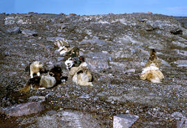Back packing dogs.