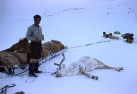 A caribou shot by Kalout, Eskimo guide. Seepage 9 of the Diary for in-depth description of these ...