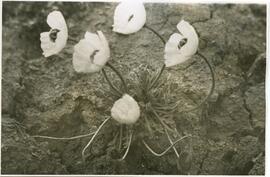 Arctic Poppies