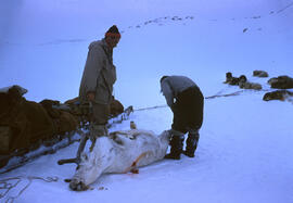 A caribou shot by Kalout, Eskimo guide. Seepage 9 of the Diary for in-depth description of these ...