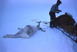 A caribou shot by Kalout, Eskimo guide. Seepage 9 of the Diary for in-depth description of these ...