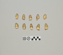 Walrus Teeth 01