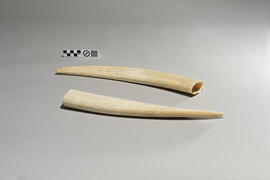 Walrus Tusk 02