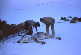 A caribou shot by Kalout, Eskimo guide. Seepage 9 of the Diary for in-depth description of these ...