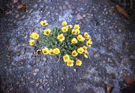 Arctic yellow poppies, with ring belonging to Denis St Onge. The sun's warm rays quickly open the...