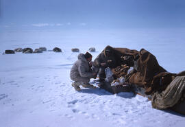 Lunch on sea ice. Note fan hitch to sled for 12 dogs.