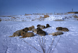 Husky dogs in fan hitch, tied to sled