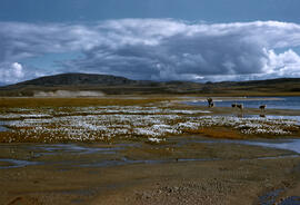 Vic Sim and Kolouk exploring the area at the head of Quilliam Bay