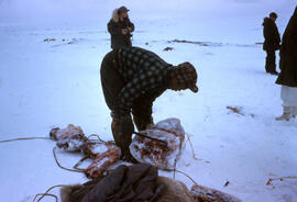 A caribou shot by Kalout, Eskimo guide. Seepage 9 of the Diary for in-depth description of these ...