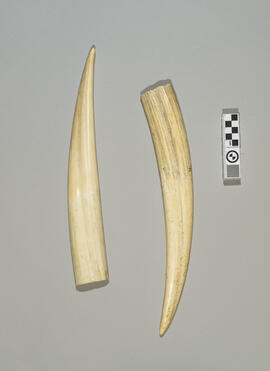 Walrus Tusk 01